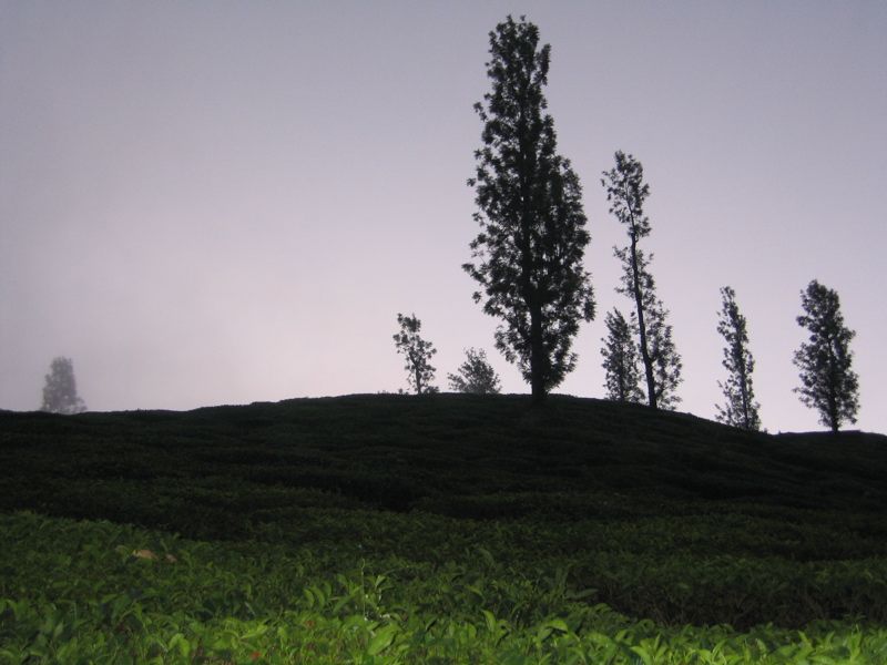 The tea plantation in the morning twilight